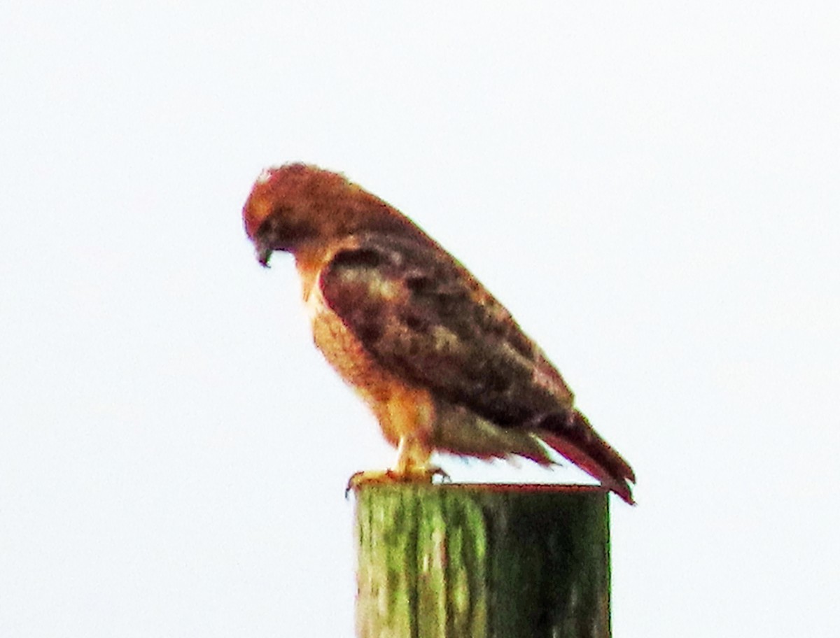 Red-tailed Hawk - ML613836723