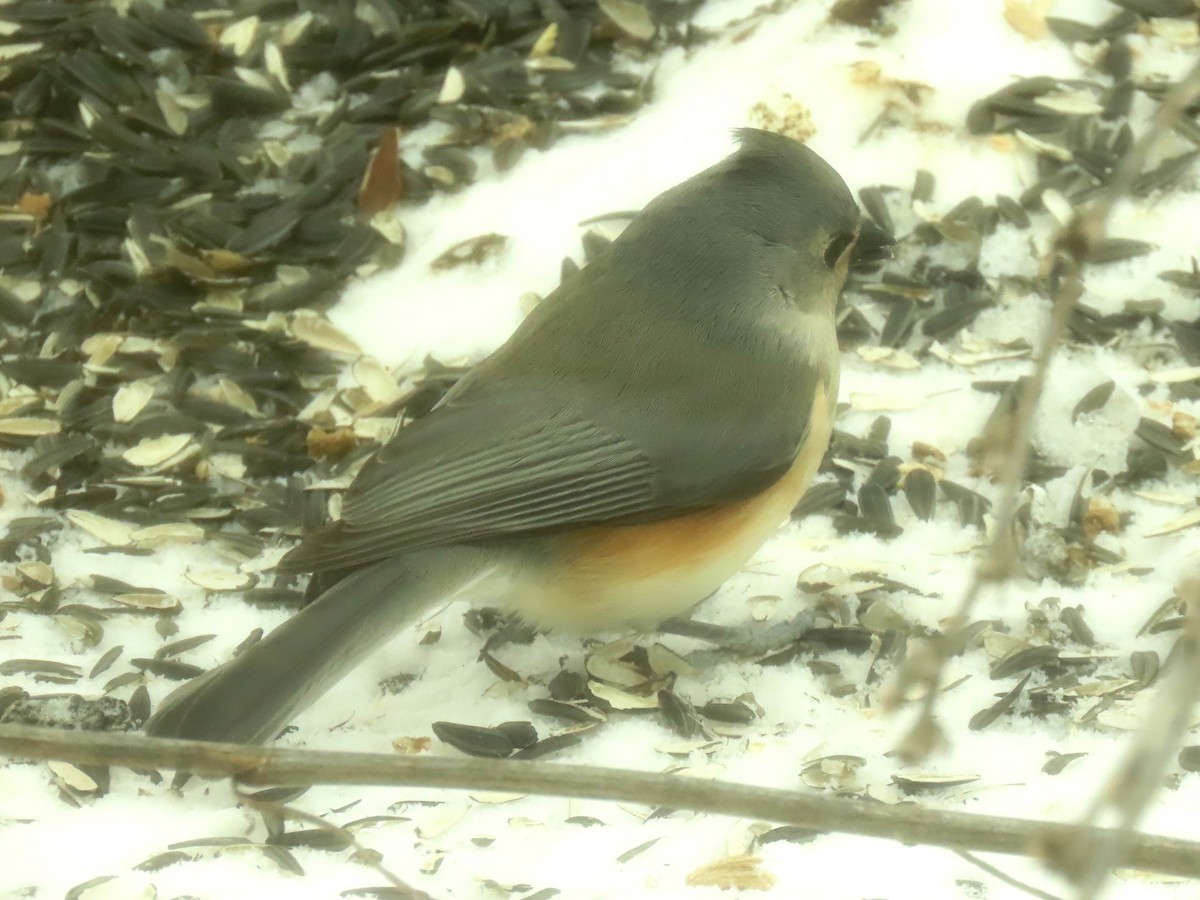 Tufted Titmouse - ML613836783