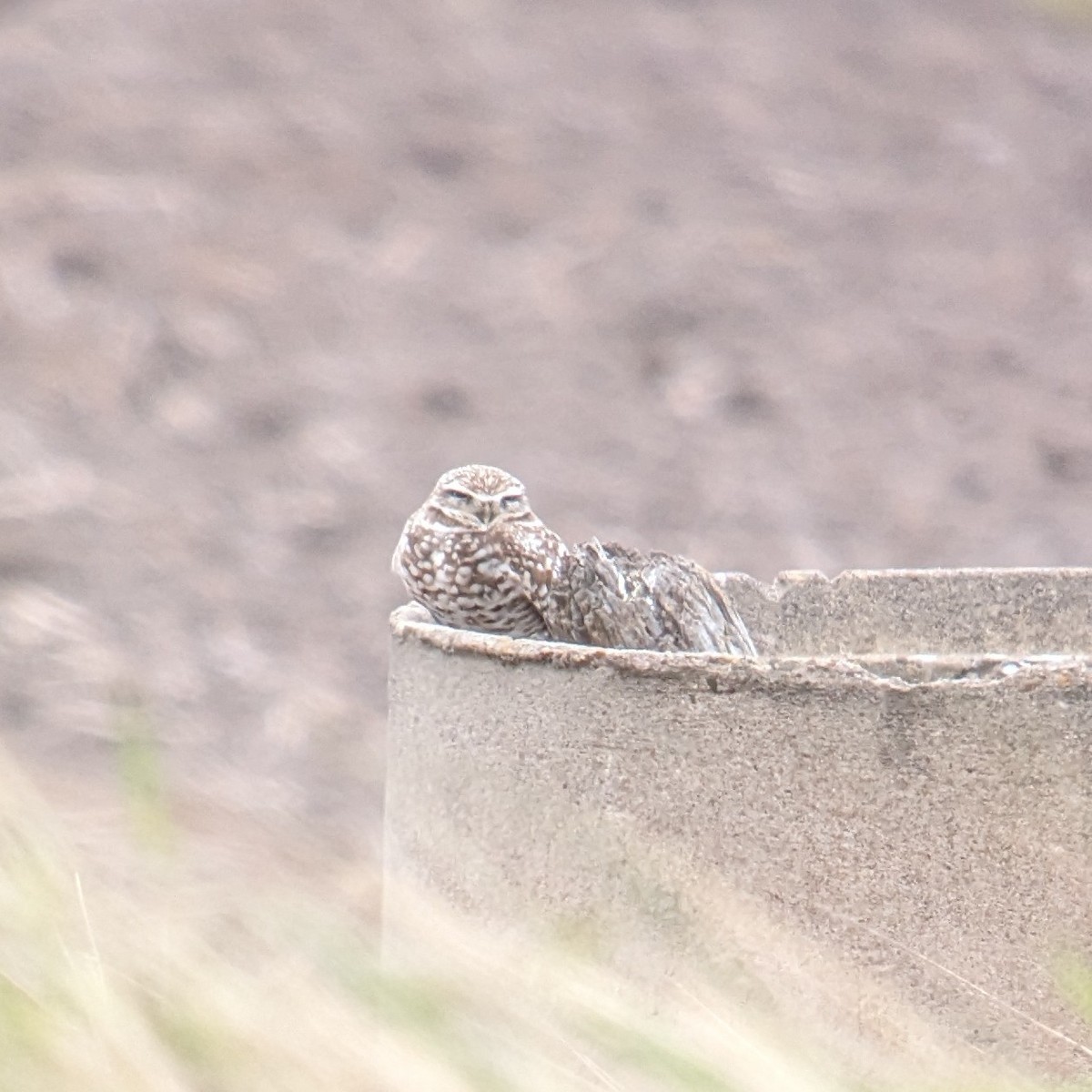 Burrowing Owl - ML613836900