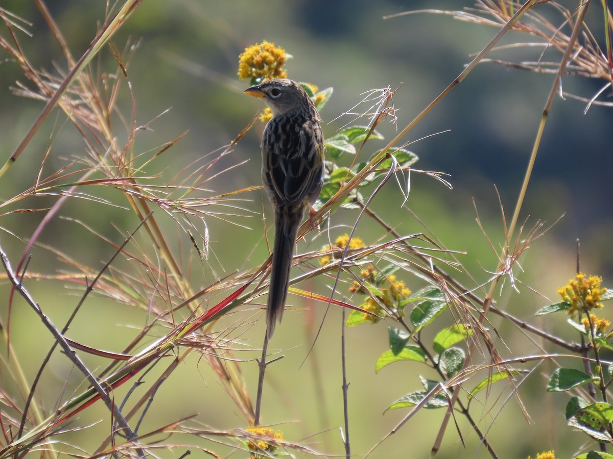 Wedge-tailed Grass-Finch - ML613836928