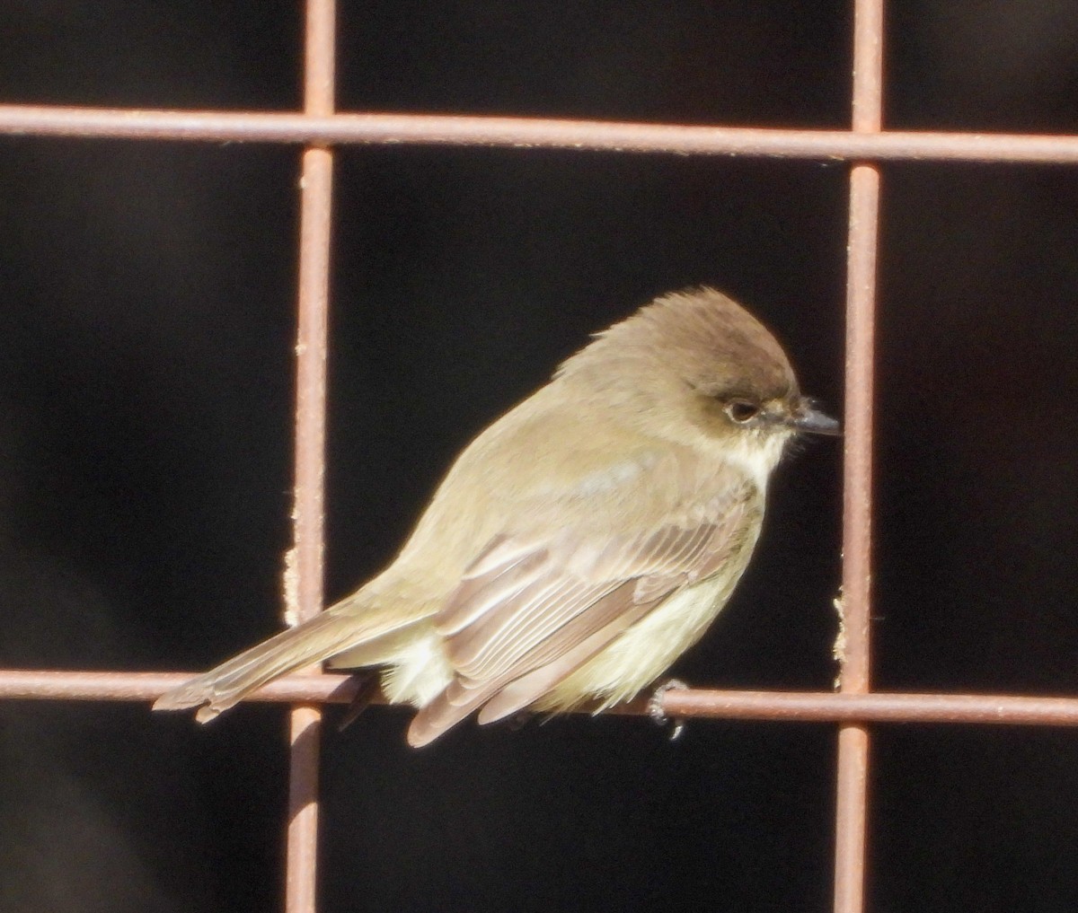 Eastern Phoebe - ML613836934