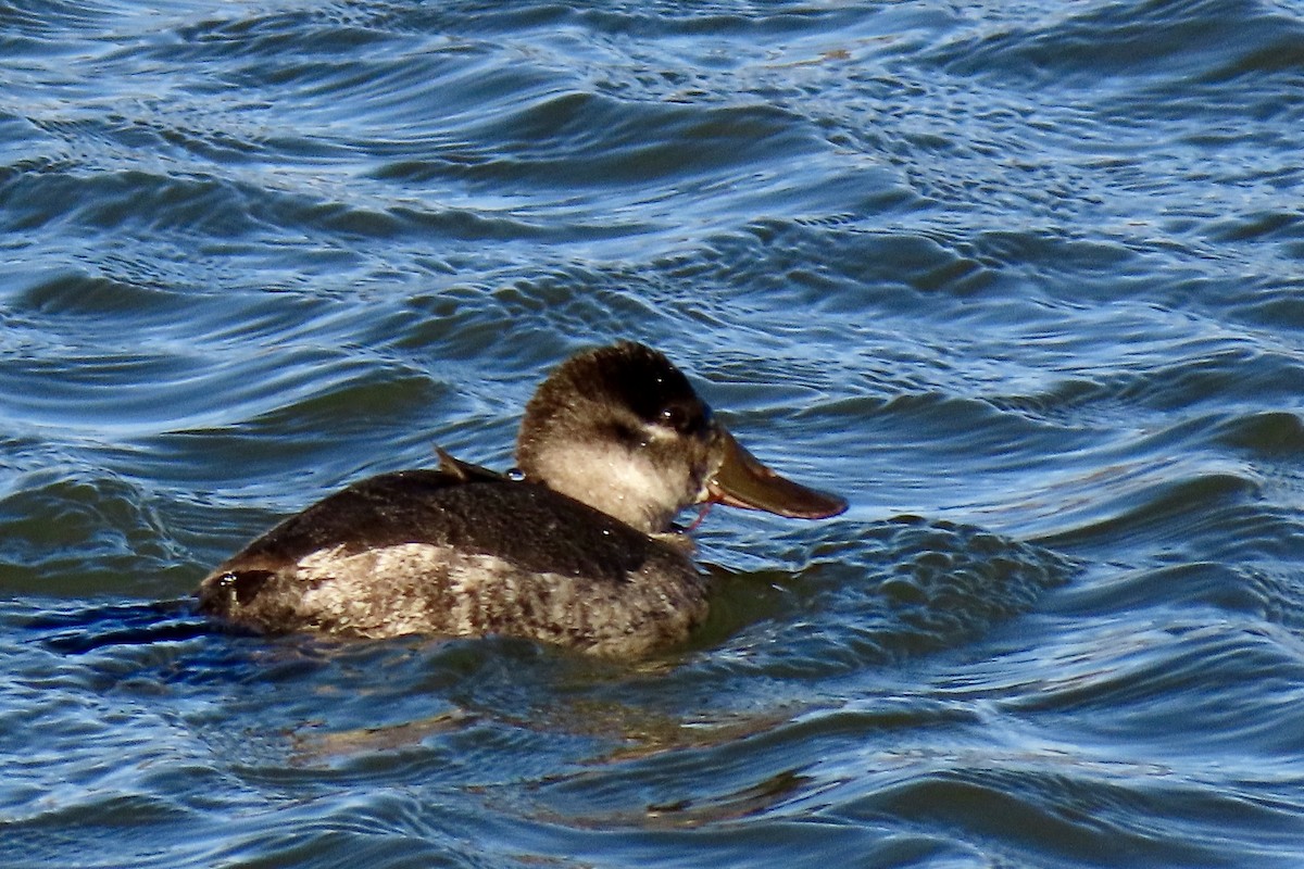 Ruddy Duck - ML613836956