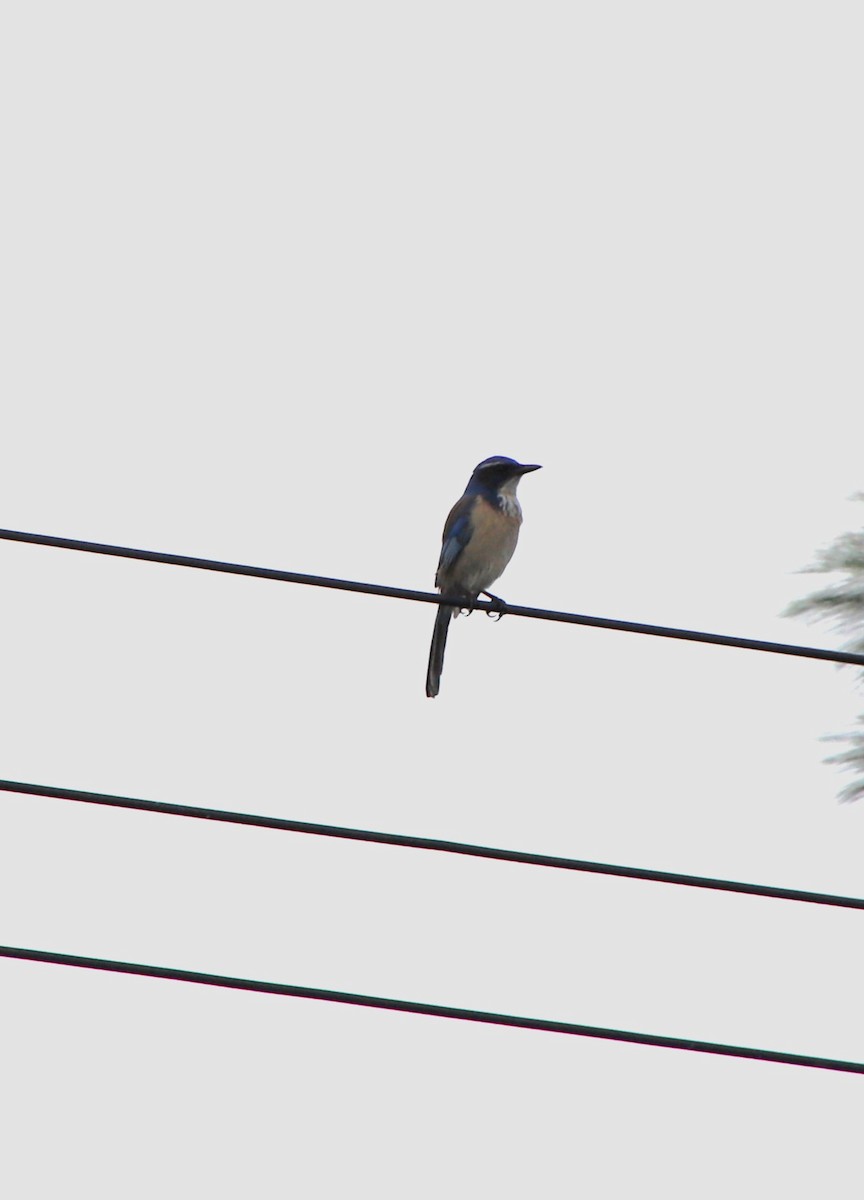 California Scrub-Jay - Drew Hatcher