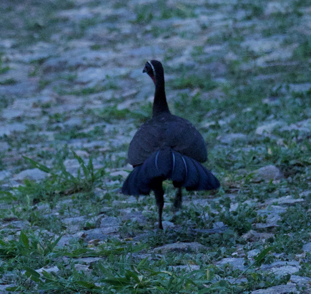 White-browed Guan - Yve Morrell