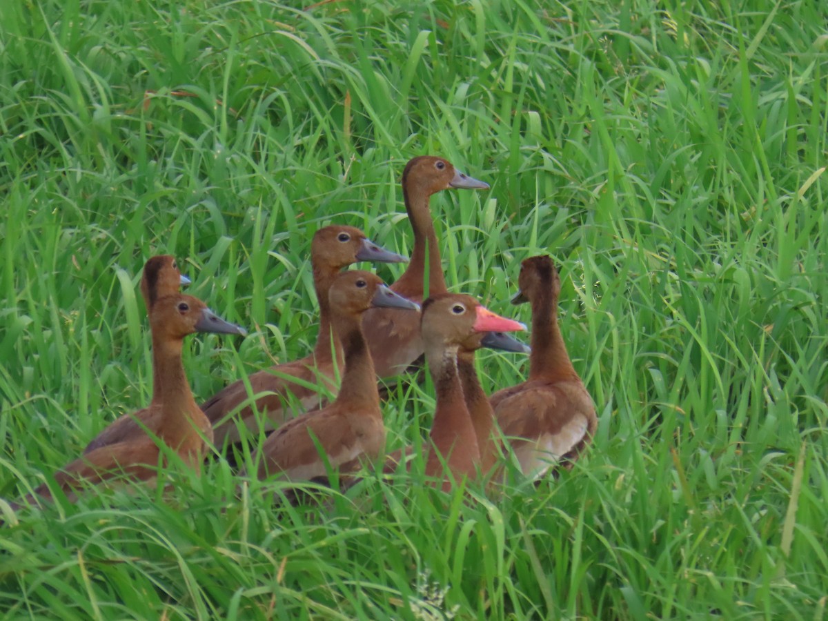 Black-bellied Whistling-Duck - ML613837214