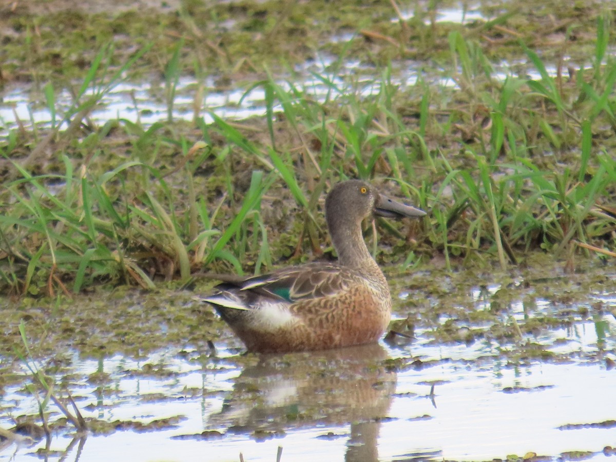 Northern Shoveler - ML613837244