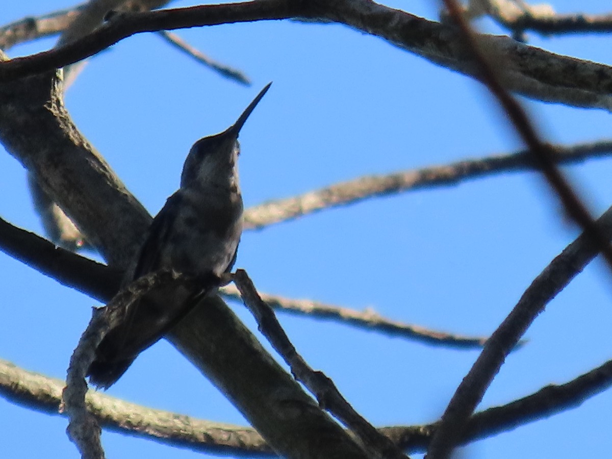 kolibřík safírovohrdlý - ML613837323