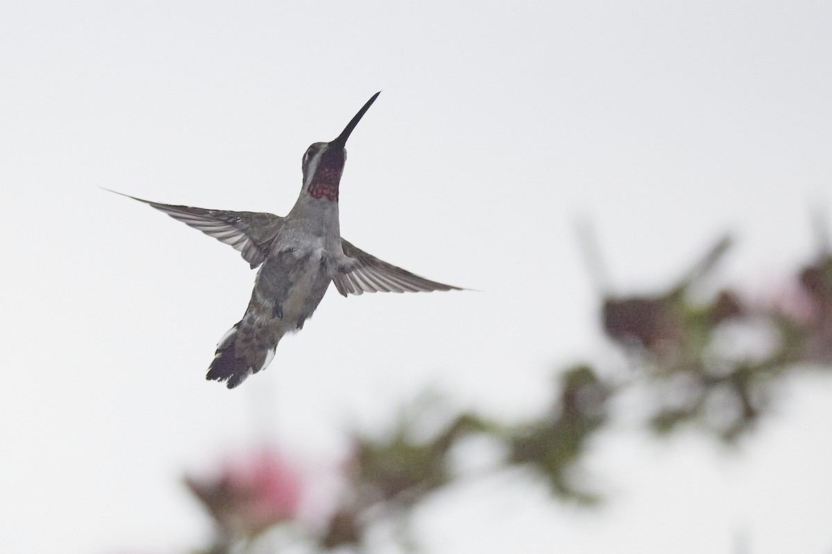 kolibřík hvězdohrdlý - ML613837333