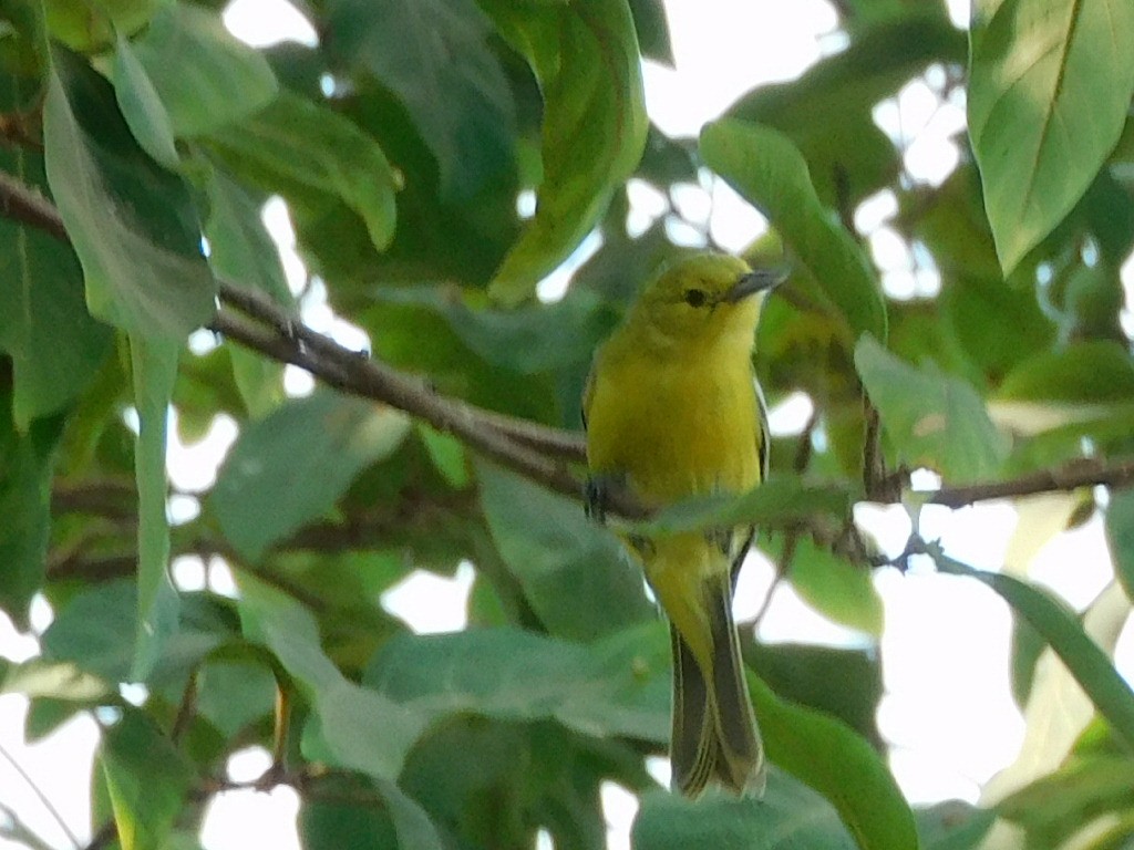 Common Iora - ML613837337