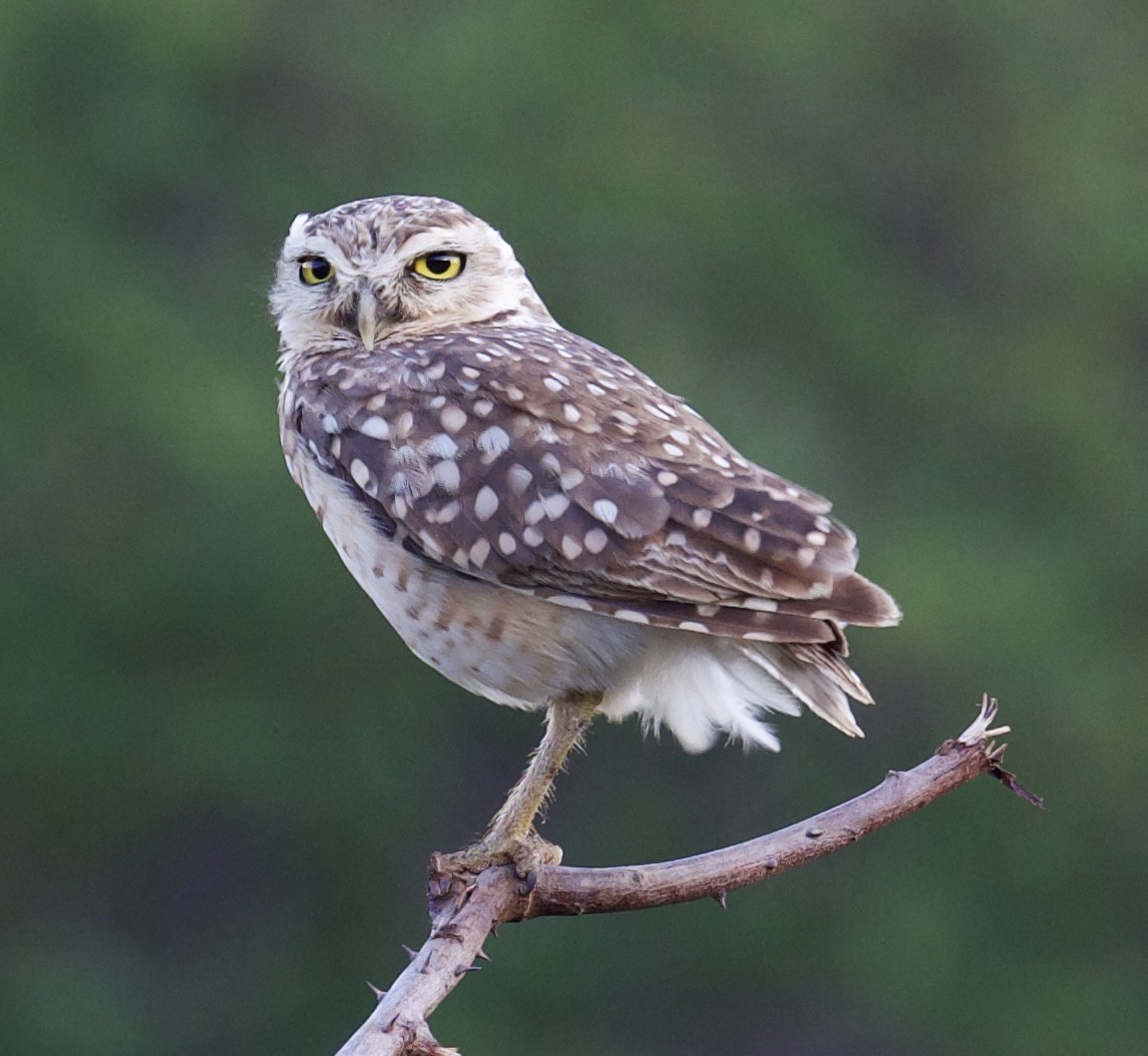 Burrowing Owl (grallaria) - Yve Morrell