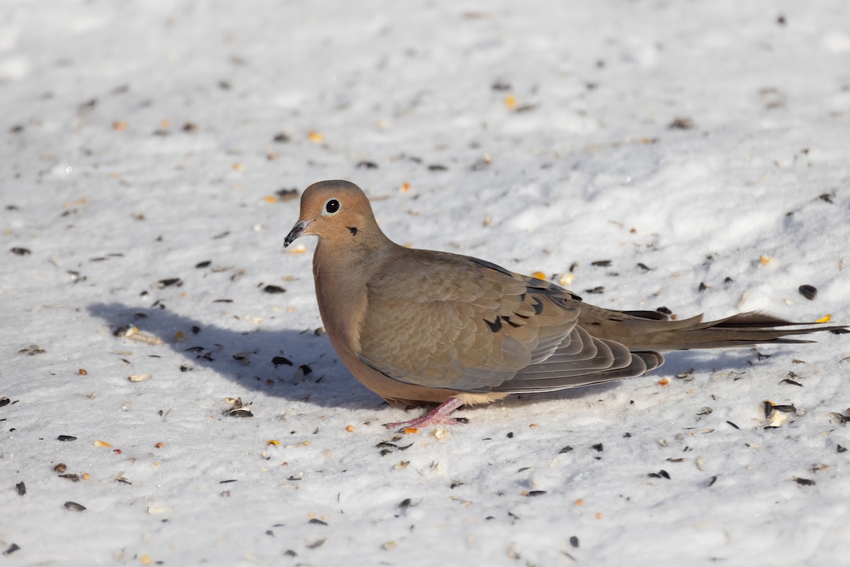 Mourning Dove - ML613837406