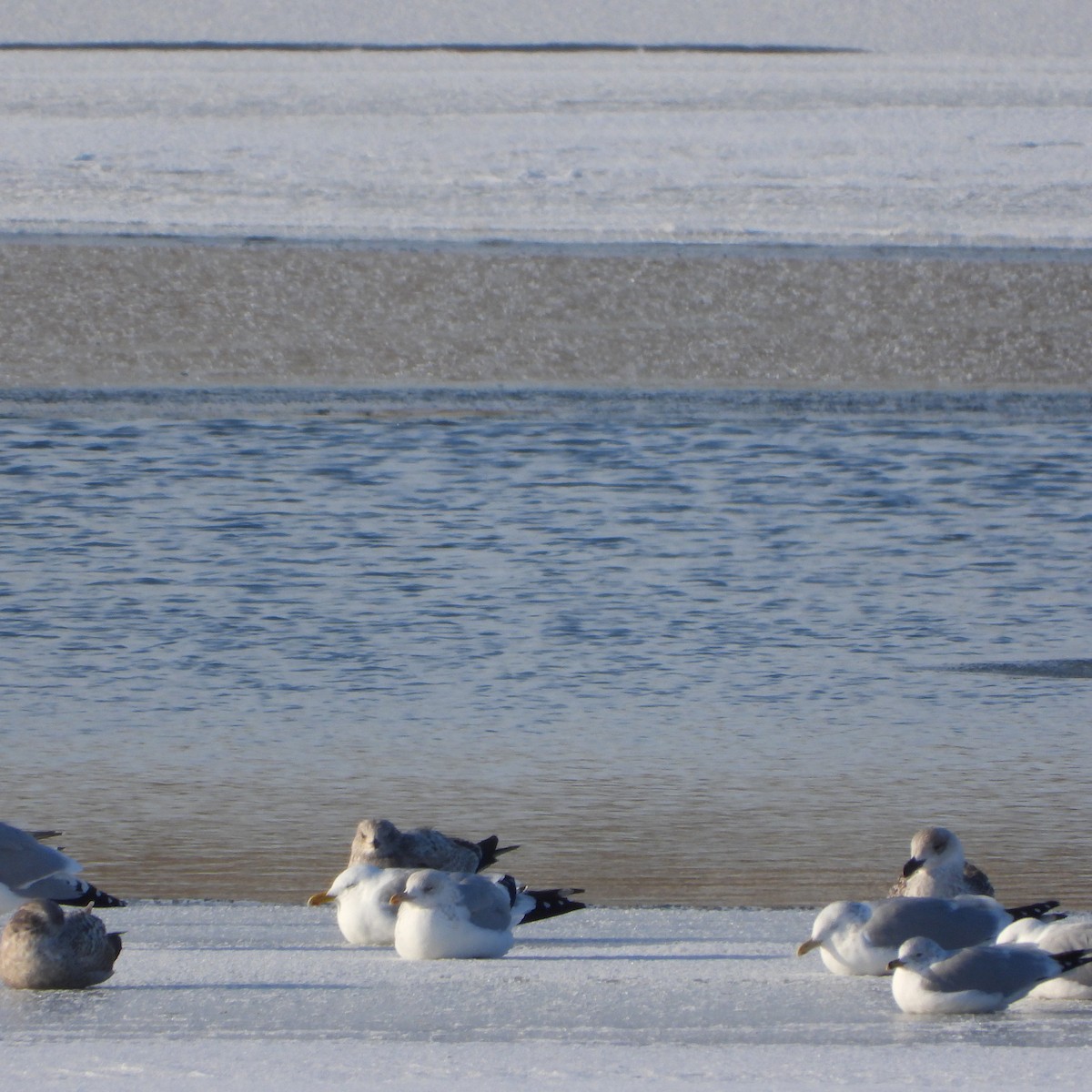 Lesser Black-backed Gull - ML613837409