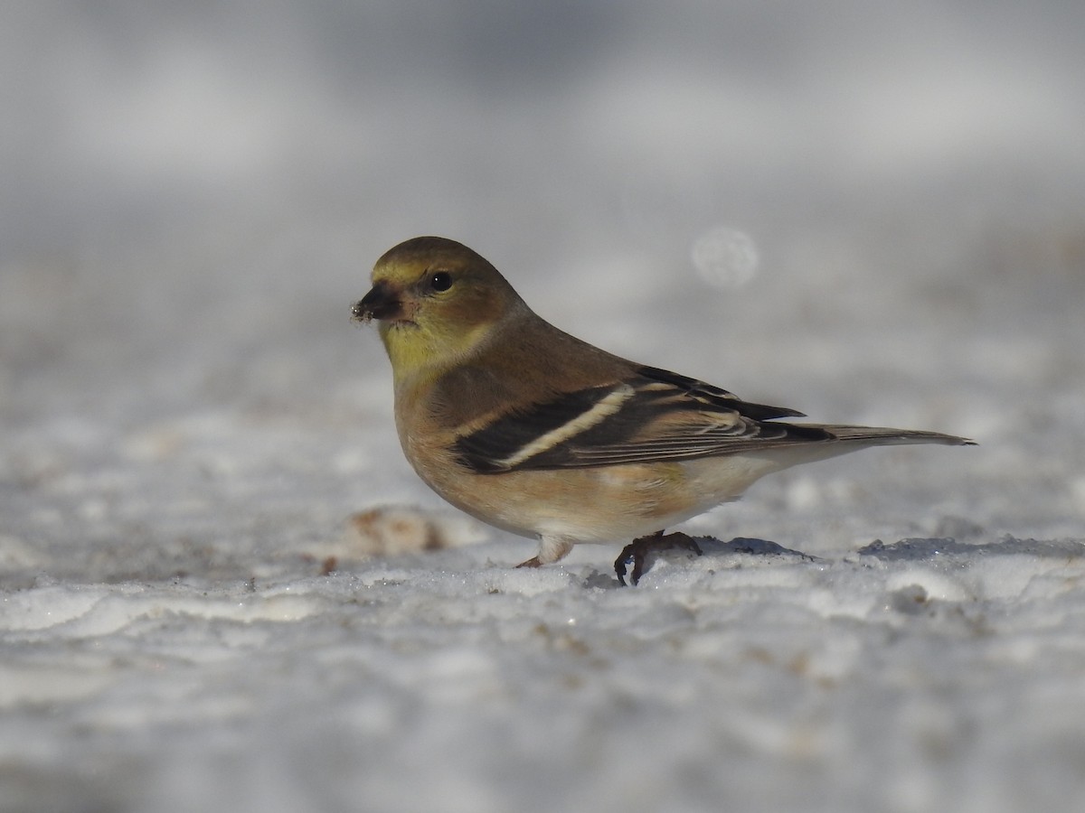 American Goldfinch - Sean HH