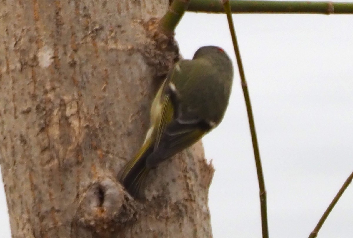 Ruby-crowned Kinglet - ML613837469