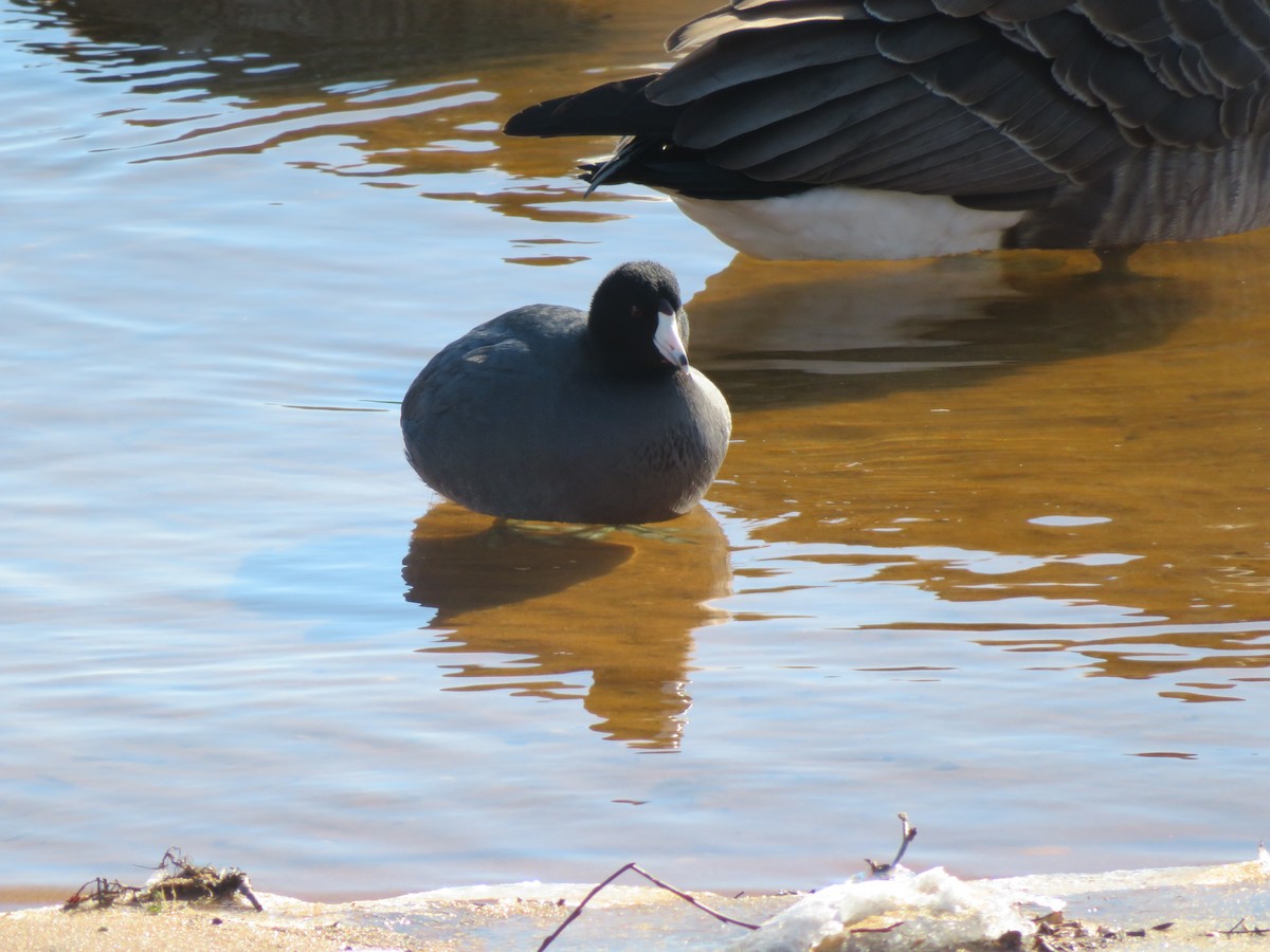 American Coot - ML613837477