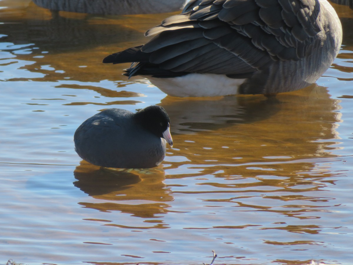 American Coot - ML613837478