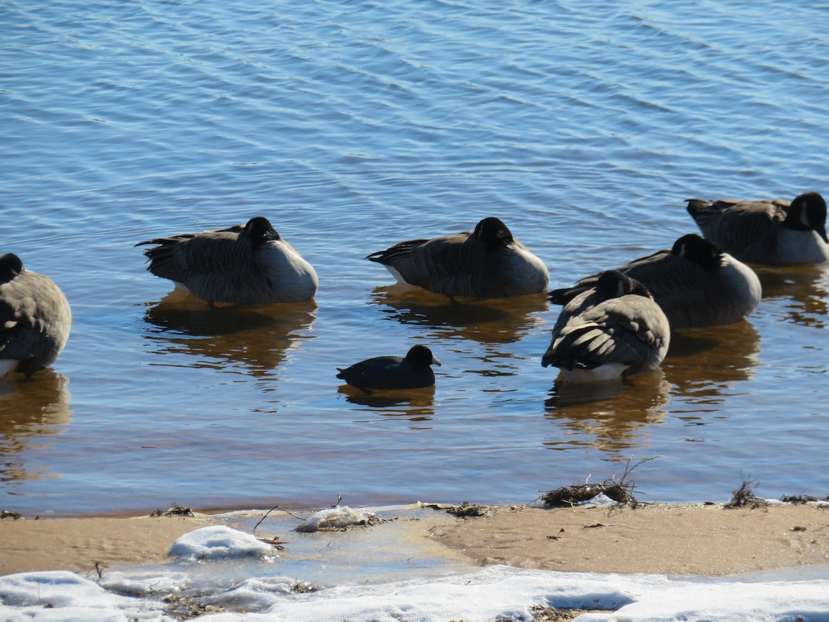 American Coot - ML613837479