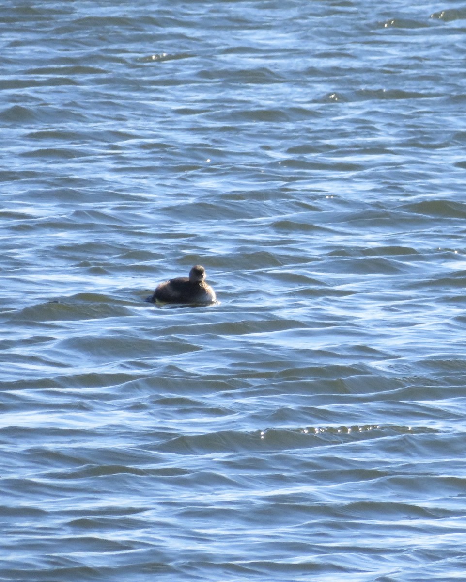 Pied-billed Grebe - ML613837528