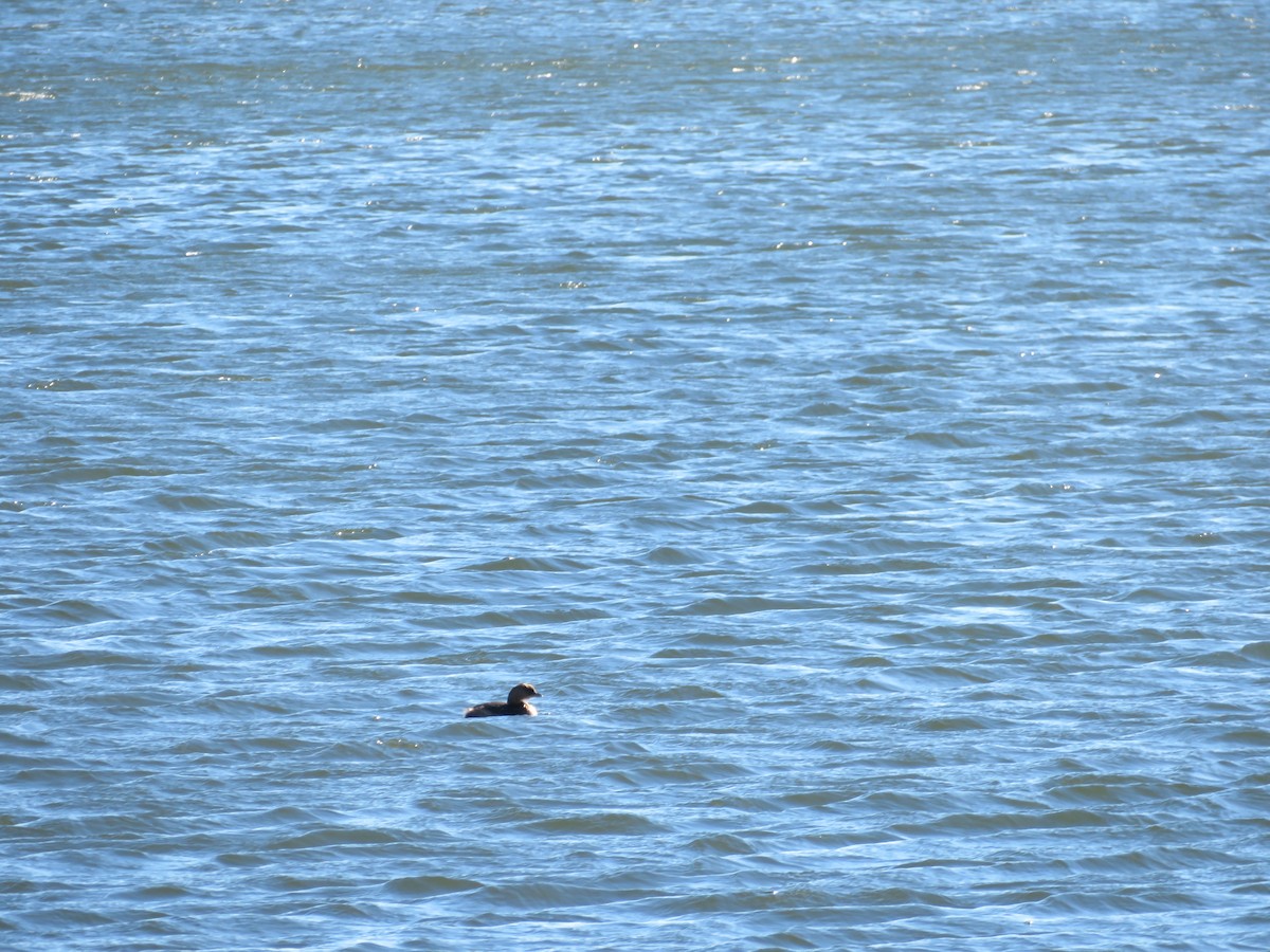 Pied-billed Grebe - ML613837529