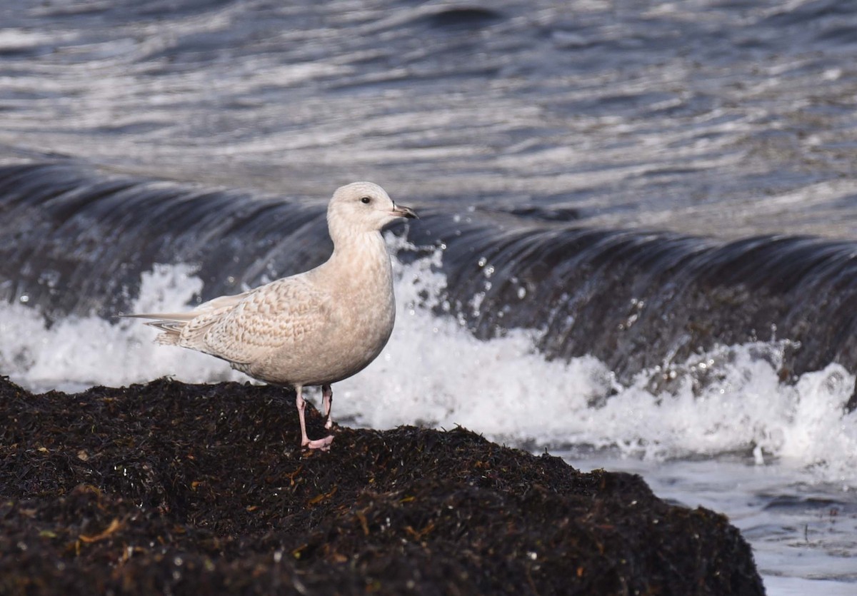 Iceland Gull - ML613837571