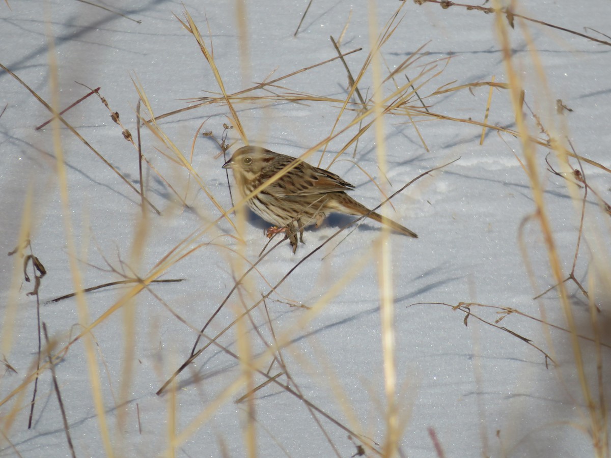 Song Sparrow - ML613837633