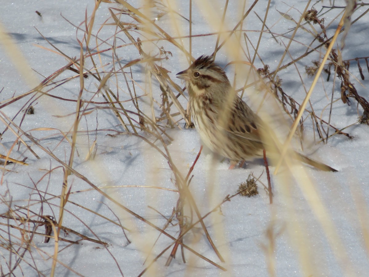 Song Sparrow - ML613837634
