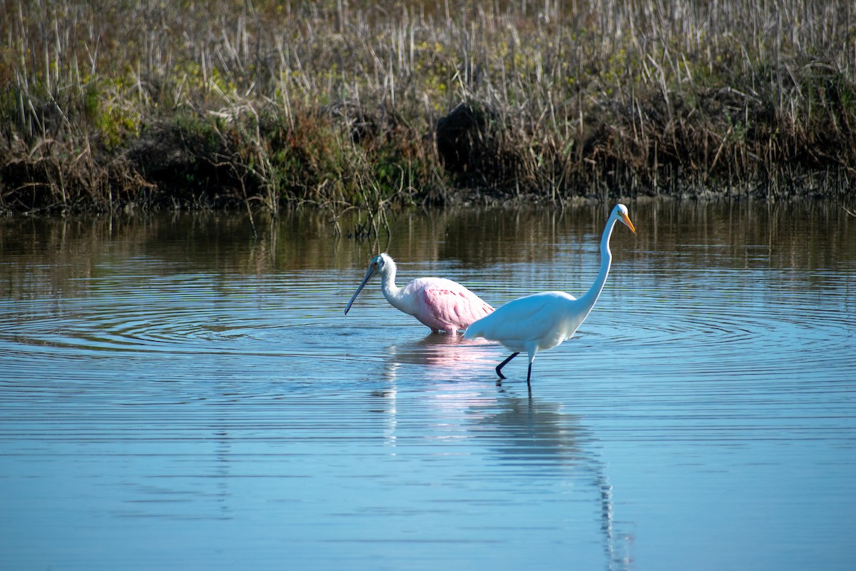 Roseate Spoonbill - ML613837651