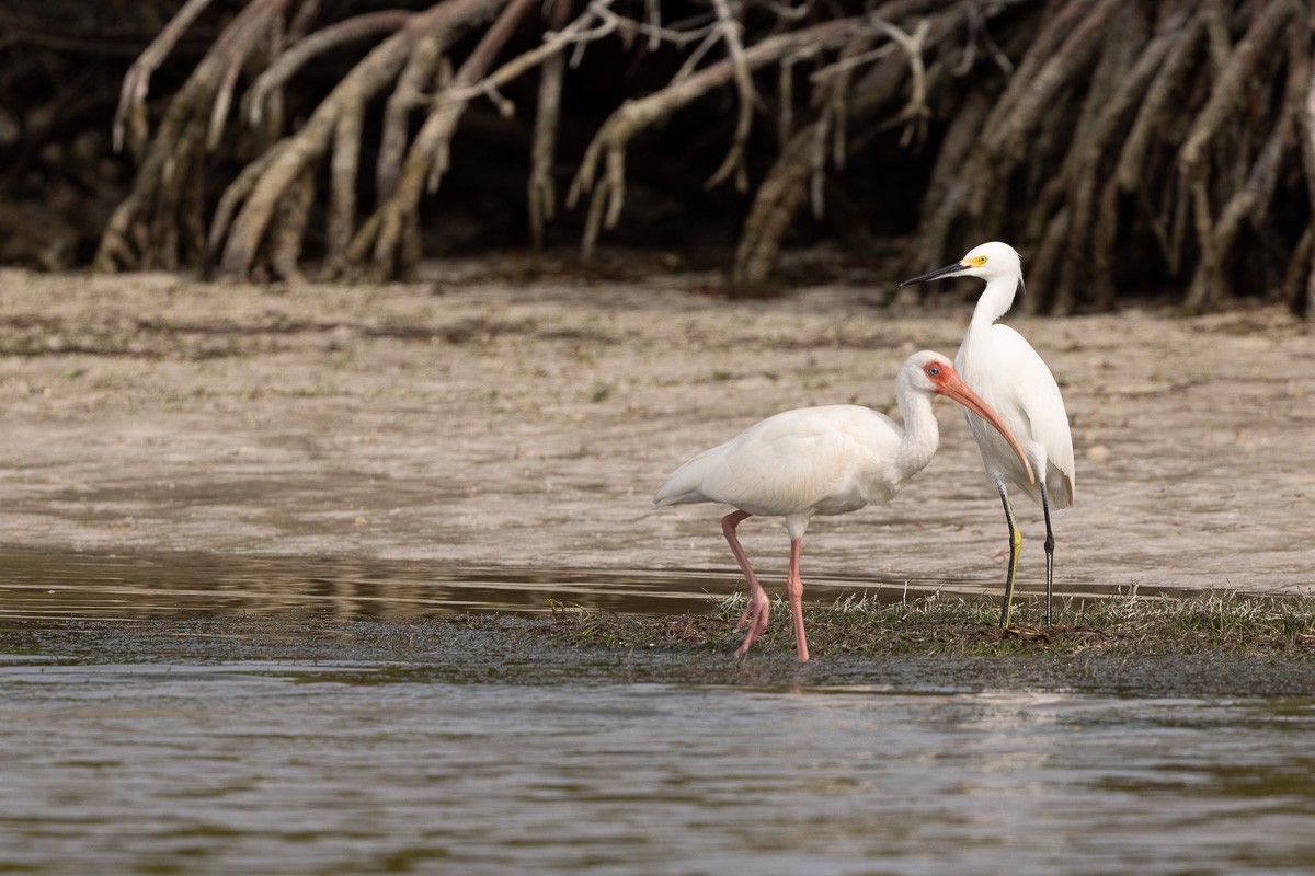 Snowy Egret - ML613837789