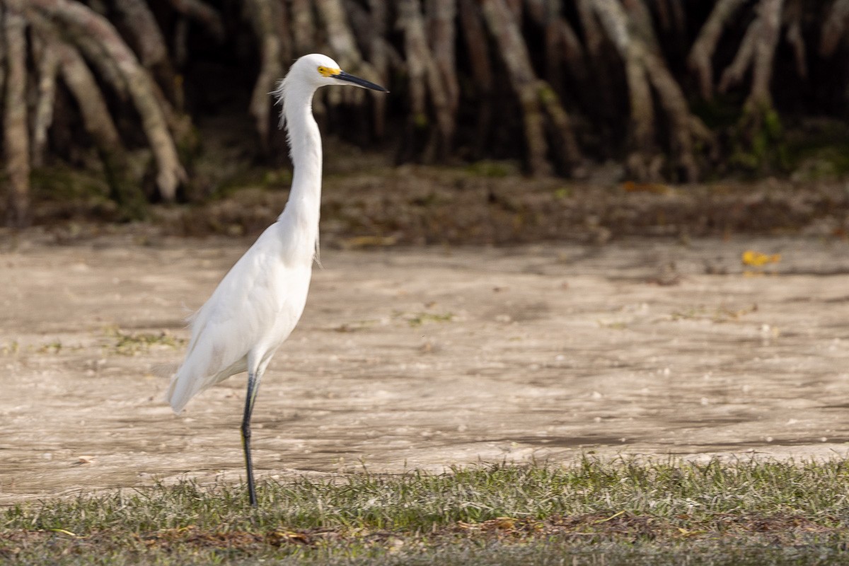 Snowy Egret - ML613837790