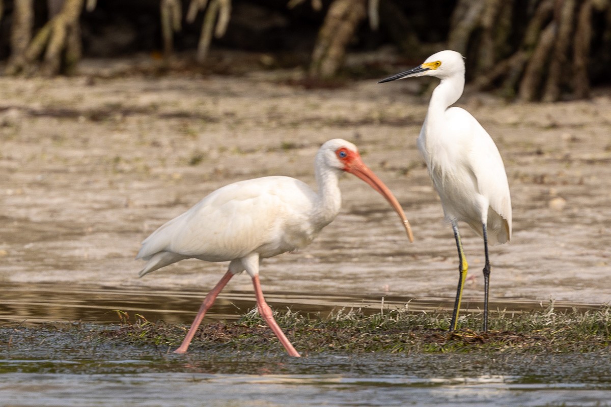 Snowy Egret - ML613837791