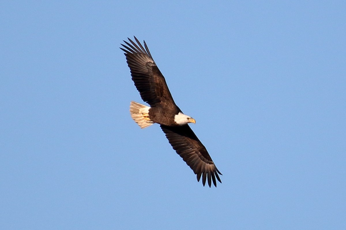 Bald Eagle - ML613837796