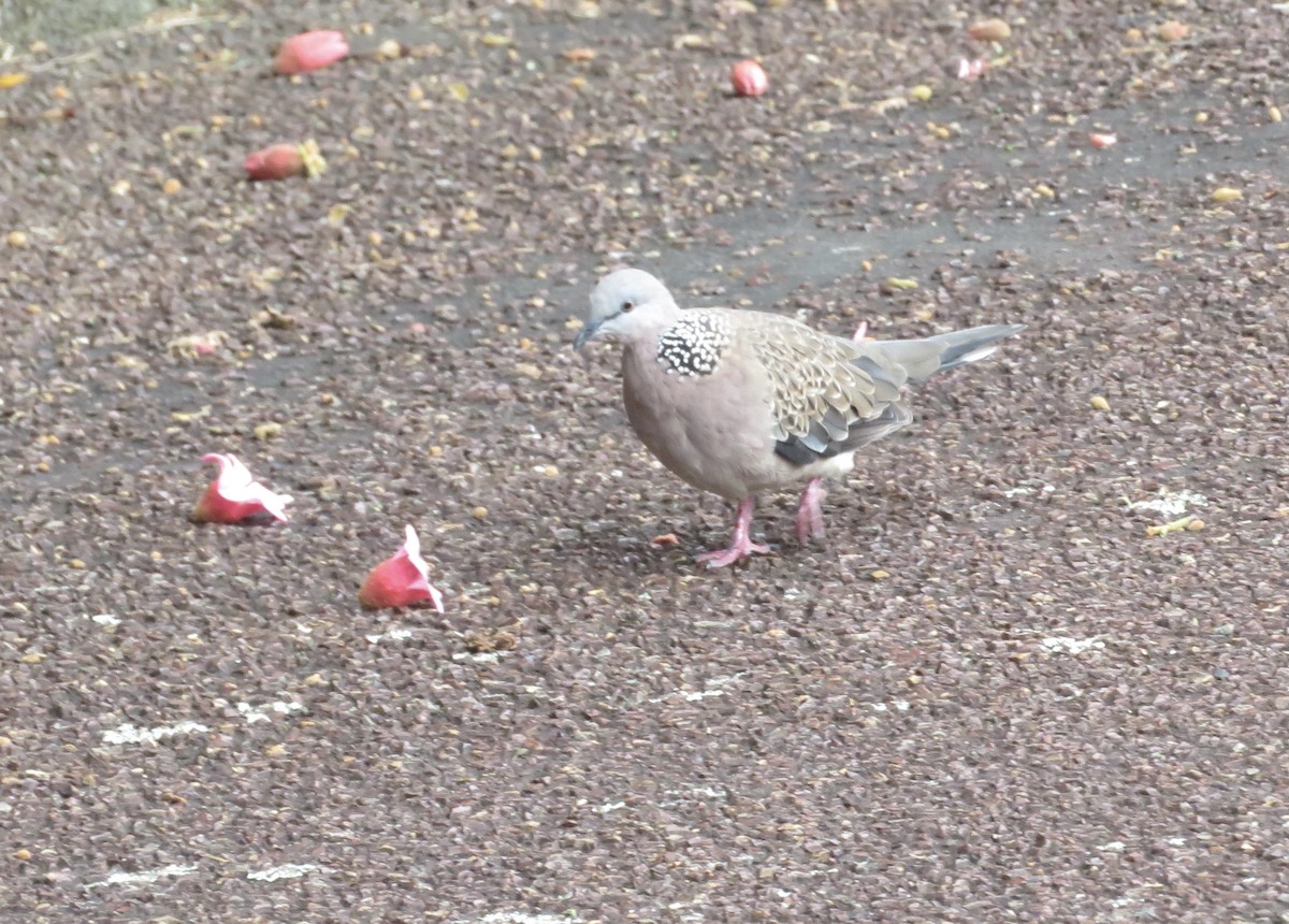 Spotted Dove - ML613837903