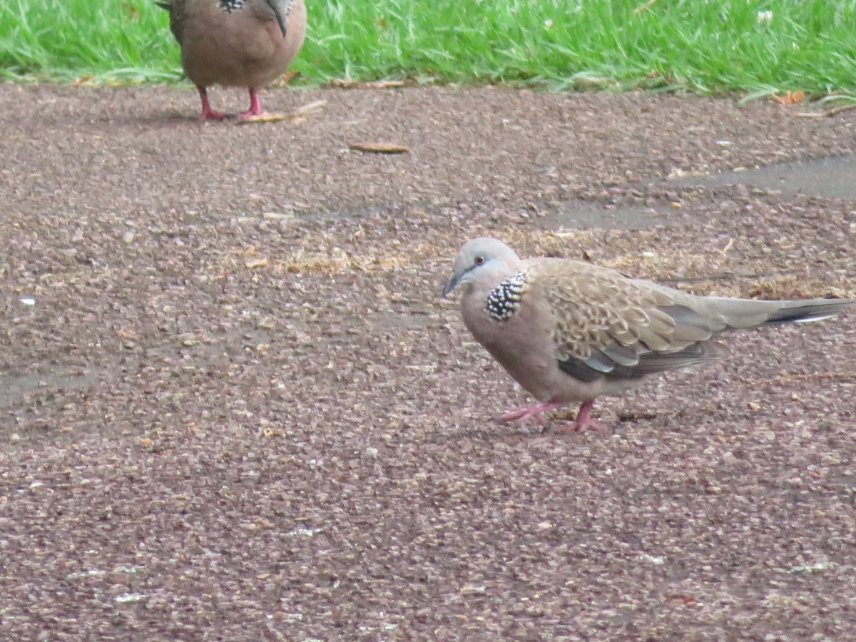 Spotted Dove - ML613837904