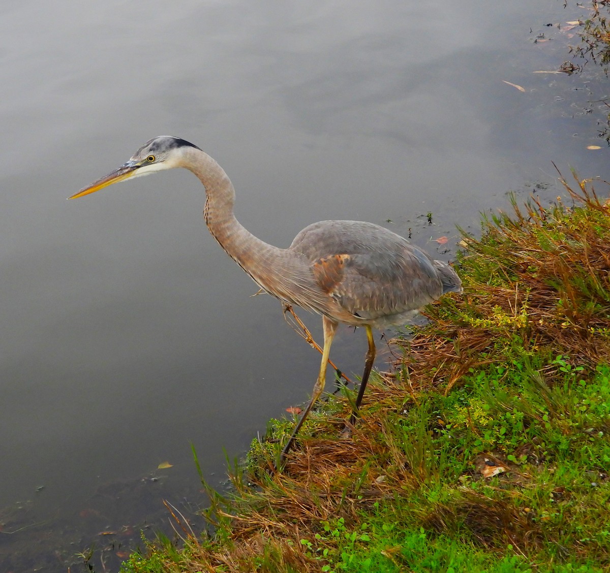 Great Blue Heron - ML613837938