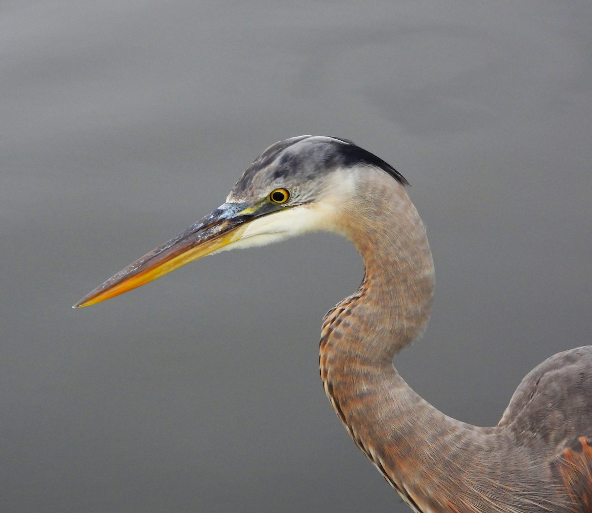 Great Blue Heron - ML613837939