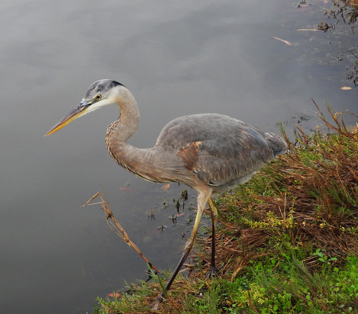 Great Blue Heron - ML613837940