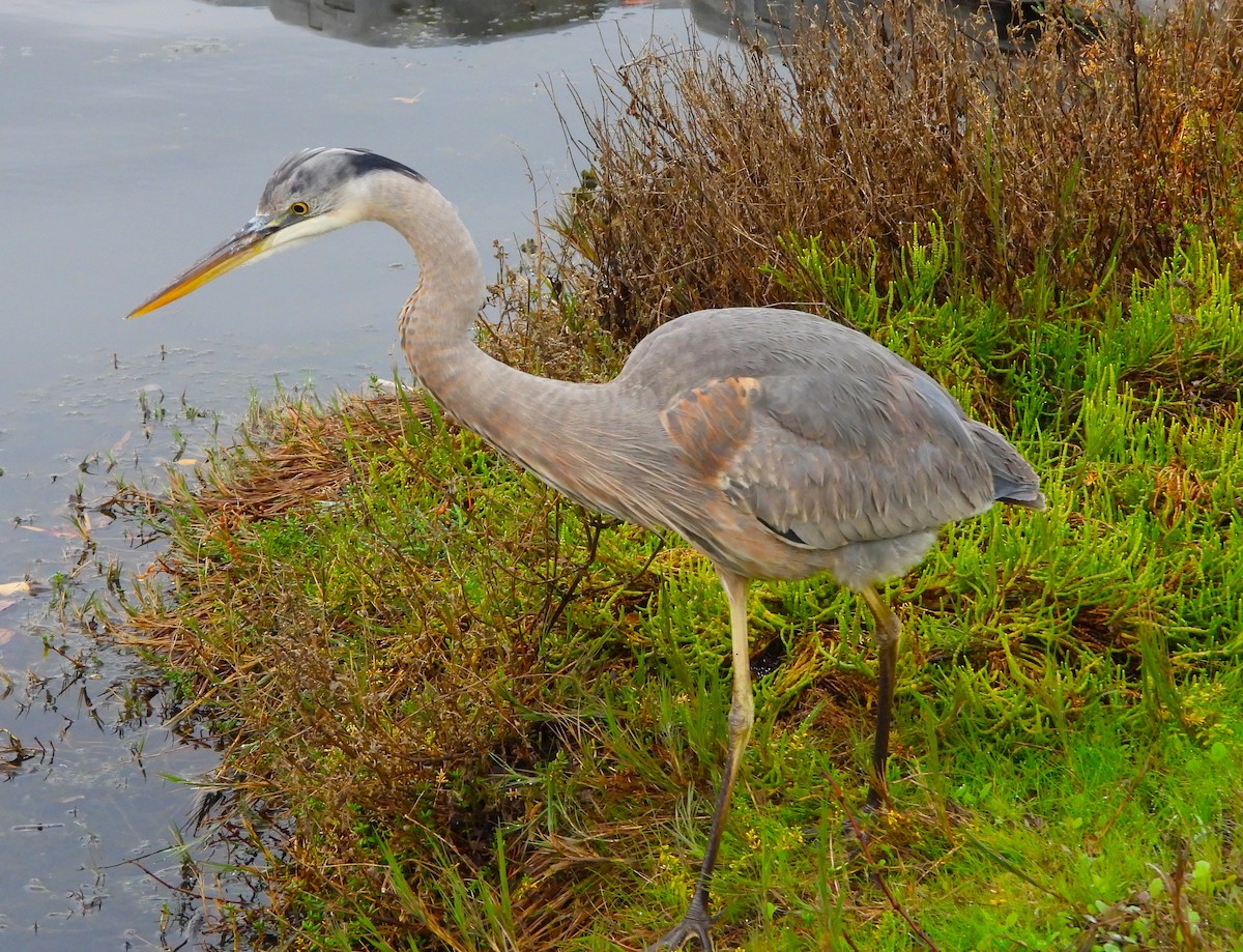 Great Blue Heron - ML613837941