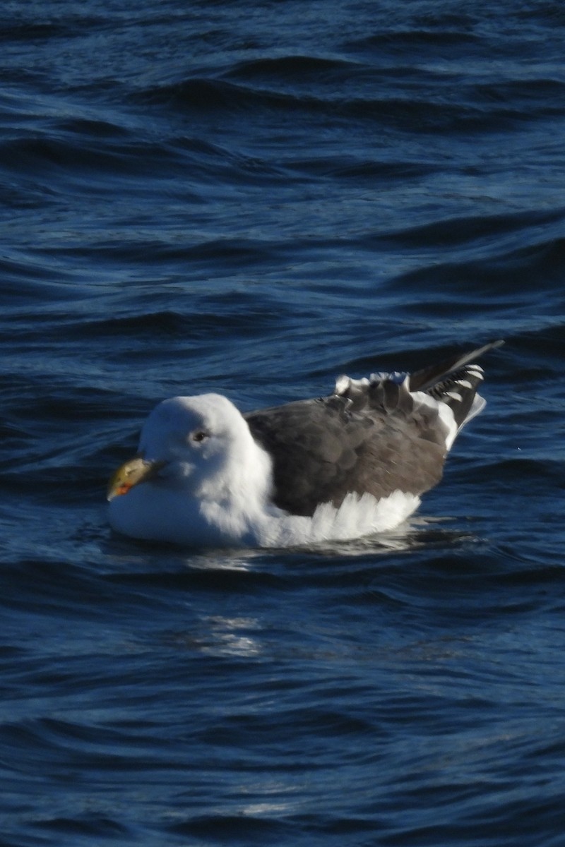 Great Black-backed Gull - ML613837991