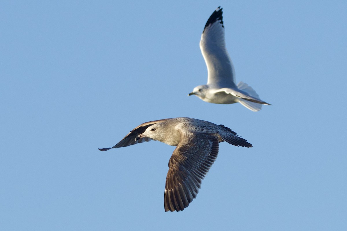 Herring Gull - ML613838100