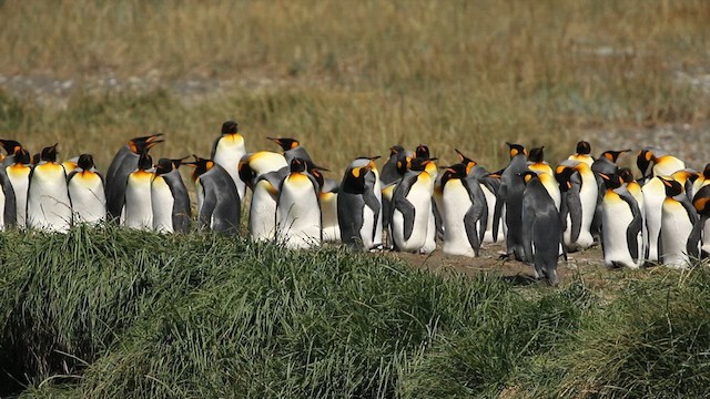 tučňák patagonský - ML613838177