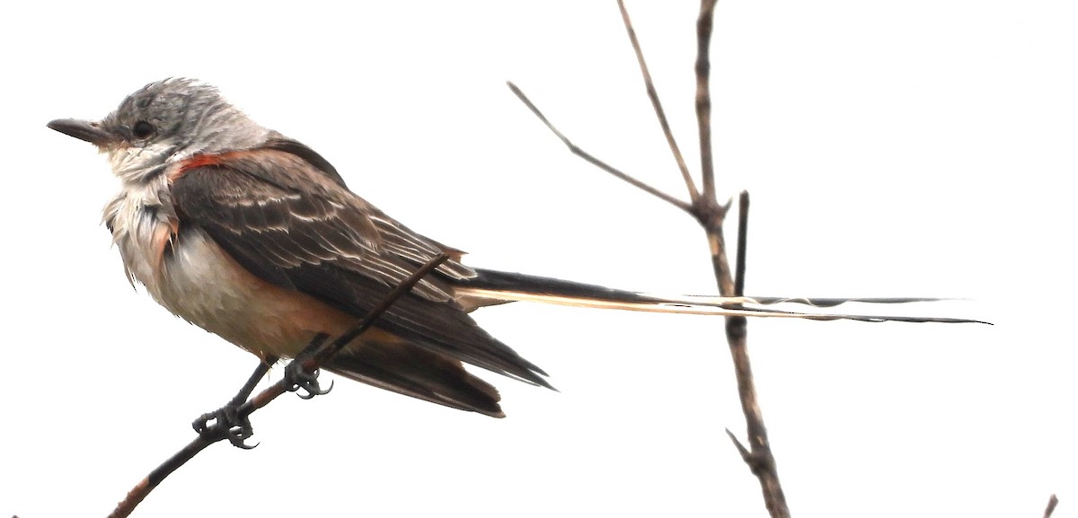 Scissor-tailed Flycatcher - ML613838185