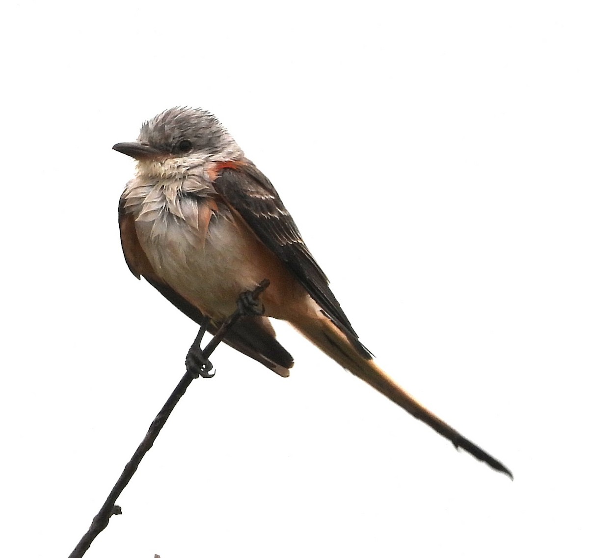 Scissor-tailed Flycatcher - ML613838186