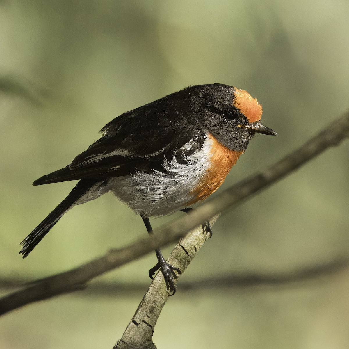 Red-capped Robin - ML613838207