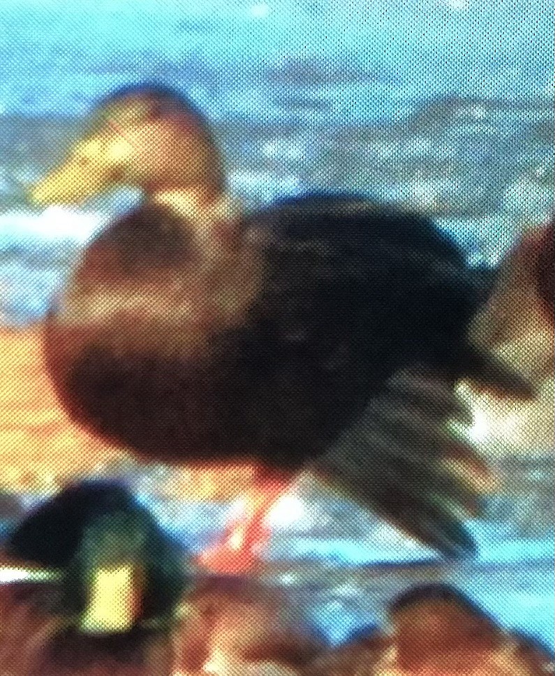 American Black Duck - ML613838228