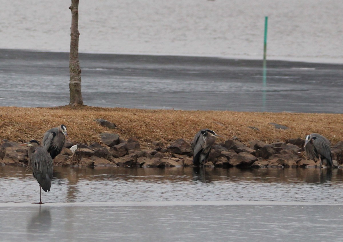 Great Blue Heron - ML613838266