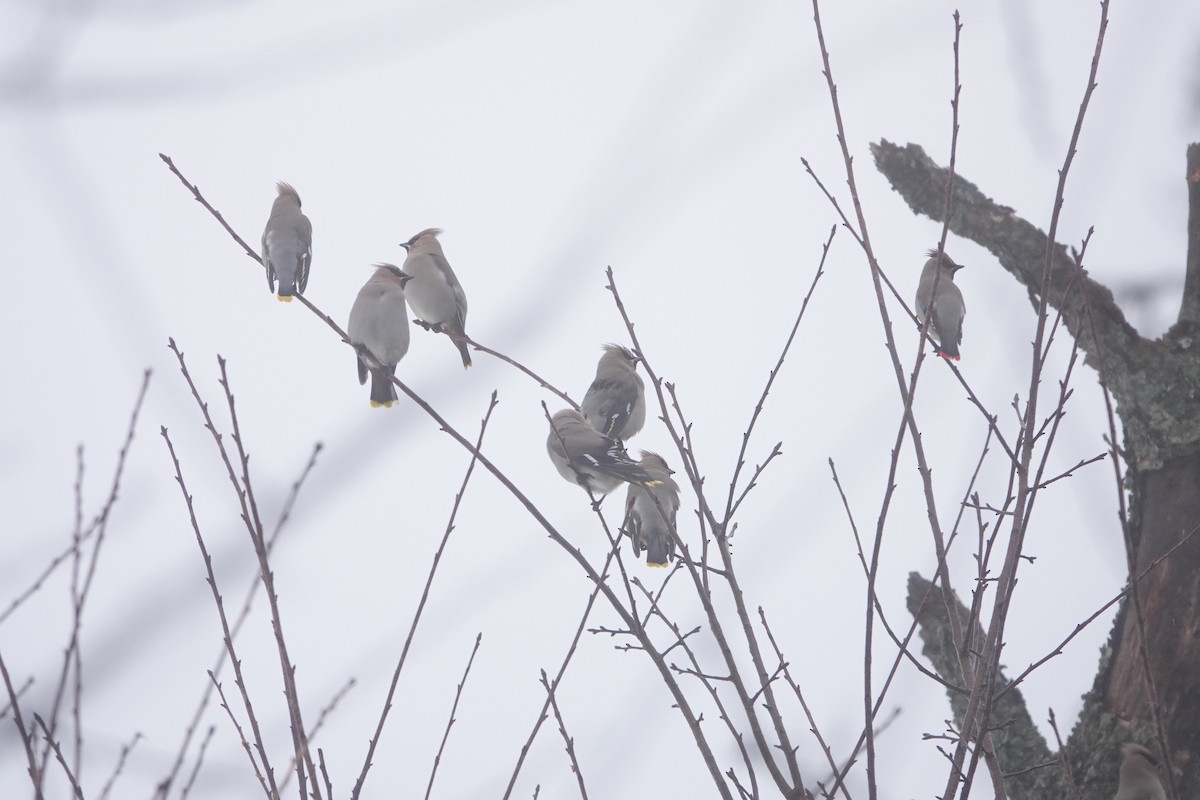 Bohemian Waxwing - Masayuki Shimada (Japan-Birding)