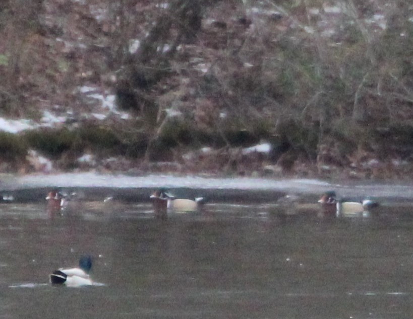 Ahate karolinarra - ML613838378