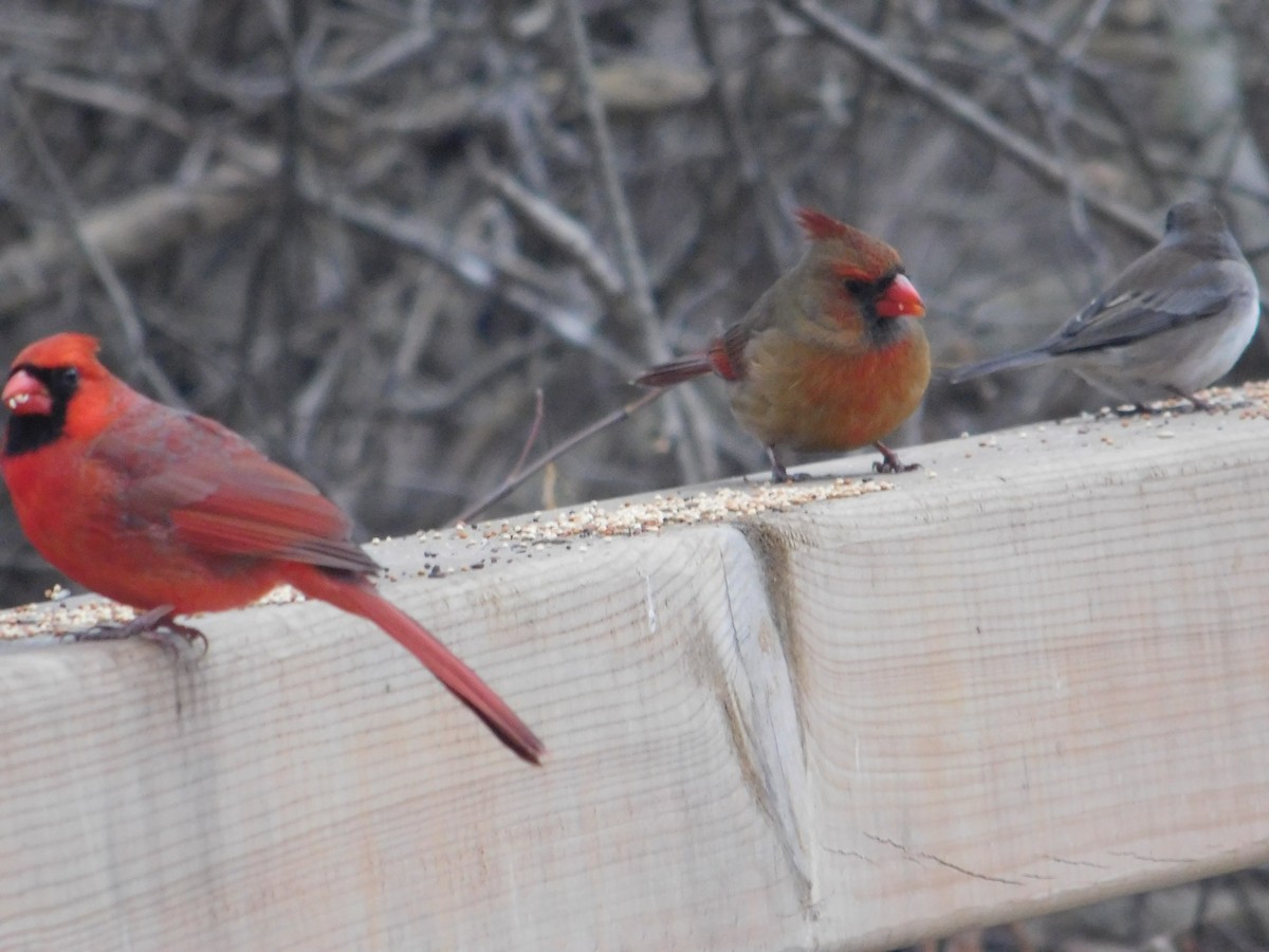 Northern Cardinal - ML613838388