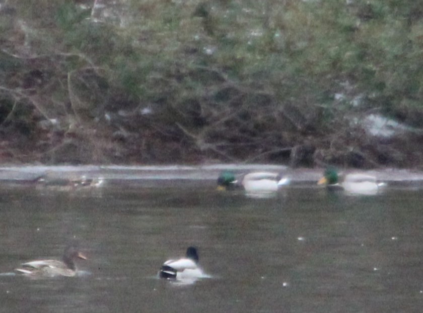 Basahatea - ML613838393