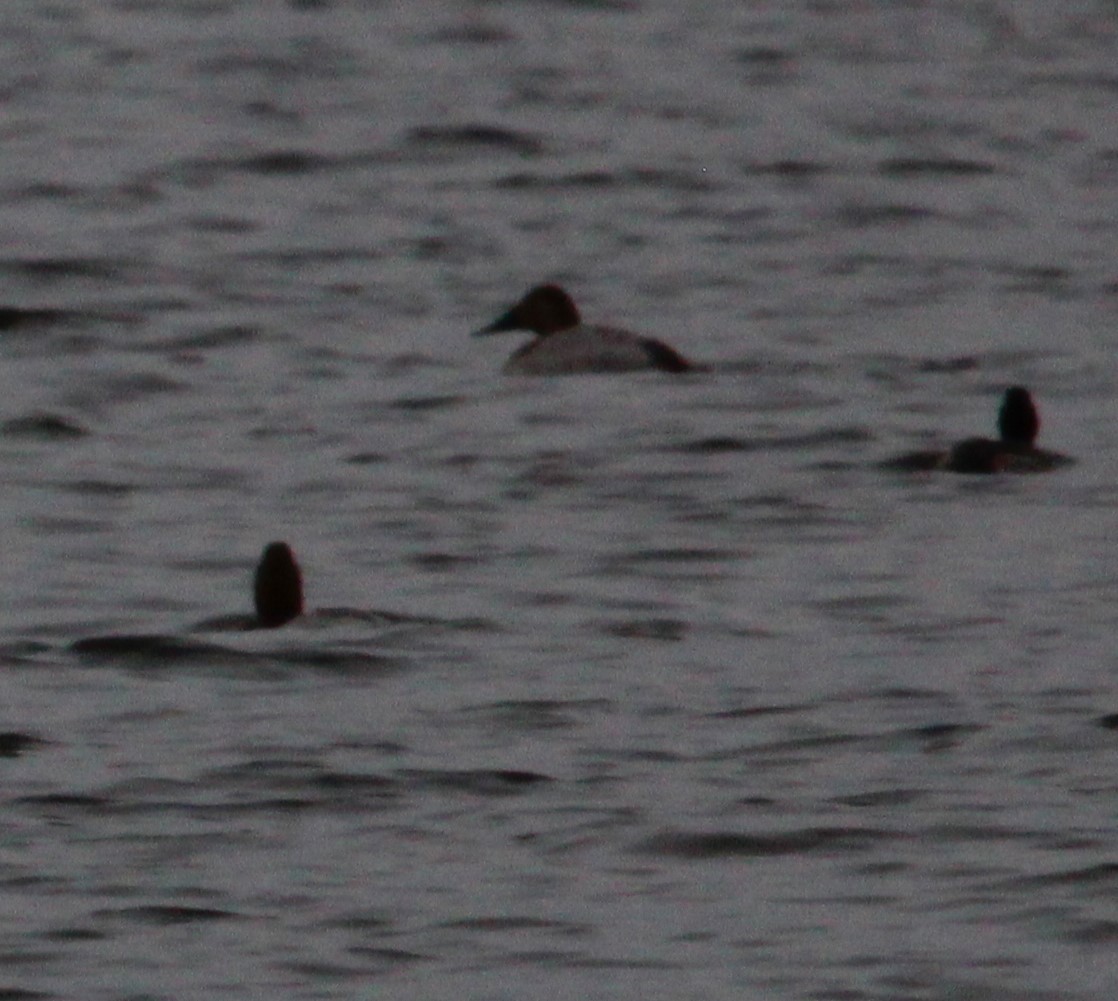 Murgilari bizkarzuria - ML613838402